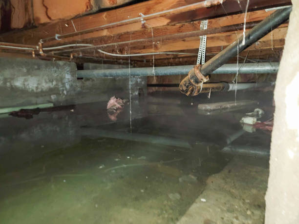 Best Mold removal after water damage  in Picture Rocks, AZ